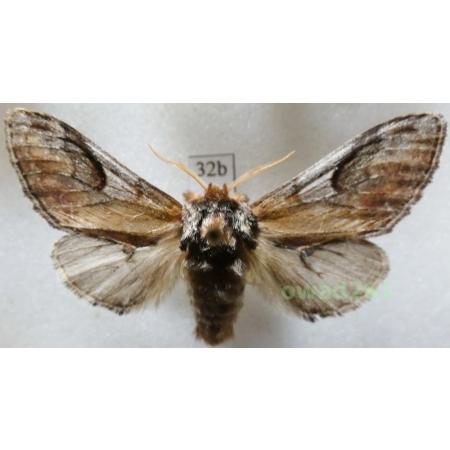 Notodonta ziczac (Linnaeus, 1758) male Czech32b